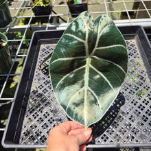 Load image into Gallery viewer, Alocasia Longiloba Grandis x Sanderiana 'Mark Campbell' exact plant, Fedex 2day*
