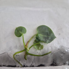 Load image into Gallery viewer, Anthurium Crystallinum 'Purple Crystal' tissue culture Fedex 2day
