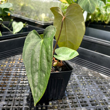 Load image into Gallery viewer, Anthurium Ace Of Spades X Papillilaminum, Exact Plant Ships Nationwide
