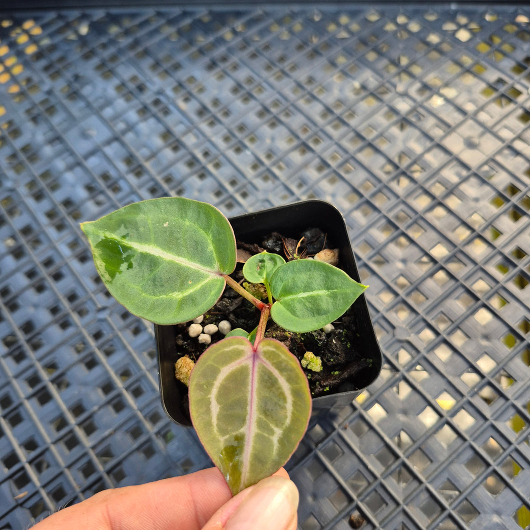 Anthurium doc block red crystallinum, Exact Plant Ships Nationwide