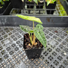 Load image into Gallery viewer, Alocasia polly aurea variegated, Exact Plant Ships Nationwide.
