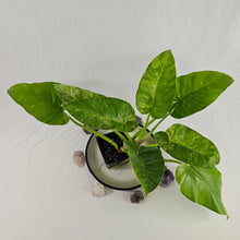 Load image into Gallery viewer, Philodendron Giganteum, Exact Plant Variegated
