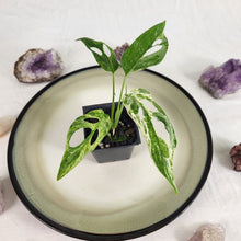 Load image into Gallery viewer, Monstera Adansonii Mint &quot;Indonesia&quot; Variegated 2.5&quot; Pot, Fedex 2 day*
