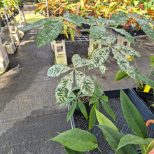 Load image into Gallery viewer, Pachira Aquatica Money Tree, Exact Plant Variegated Ships Nationwide
