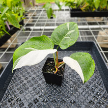 Load image into Gallery viewer, Philodendron White Princess, Exact Plant Variegated Ships Nationwide
