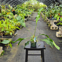 Load image into Gallery viewer, Anthurium Gracile, Exact Plant Ships Nationwide
