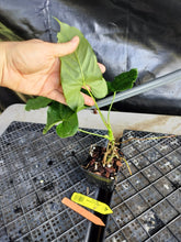 Load image into Gallery viewer, Anthurium Balaoanum "Dussii", Exact Plant Ships Nationwide
