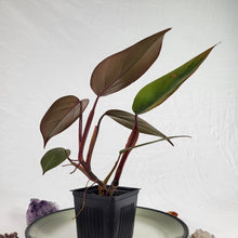 Load image into Gallery viewer, Philodendron Dark Lord, Exact Plant Ships Nationwide
