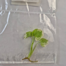 Load image into Gallery viewer, Syngonium Podophyllum 'Golden Allusion' albo Variegated tissue culture 2DayAir
