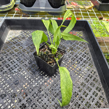 Load image into Gallery viewer, Anthurium Vittarifolium , Exact Plant Variegated Ships Nationwide
