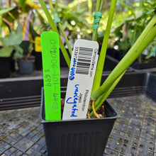 Load image into Gallery viewer, Philodendron Joepii Variegated, Exact Plant Ships Nationwide
