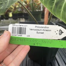 Load image into Gallery viewer, Philodendron Verrucosum Amazon Sunset exact plant, Fedex 2day*
