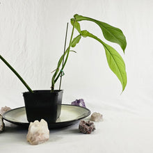 Load image into Gallery viewer, Philodendron Joepii, Exact Plant Ships Nationwide
