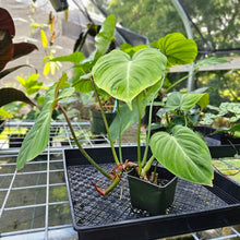 Load image into Gallery viewer, Philodendron Gloriosum, Pink Veined Back, Exact Plant
