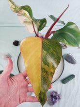Load image into Gallery viewer, Strawberry Shake, Exact Plant, variegated Philodendron
