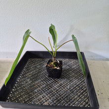 Load image into Gallery viewer, Philodendron Spiritus Sancti exact plant, Fedex 2day*
