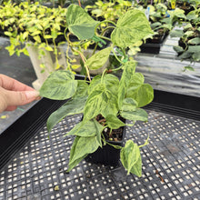 Load image into Gallery viewer, Philodendron Hederaceum, Heart Leaf Variegated exact plant, Fedex 2day*
