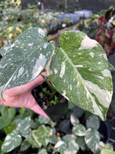 Load image into Gallery viewer, Monstera Deliciosa Creme Brulee variegated 2.5" pot, Fedex 2day*
