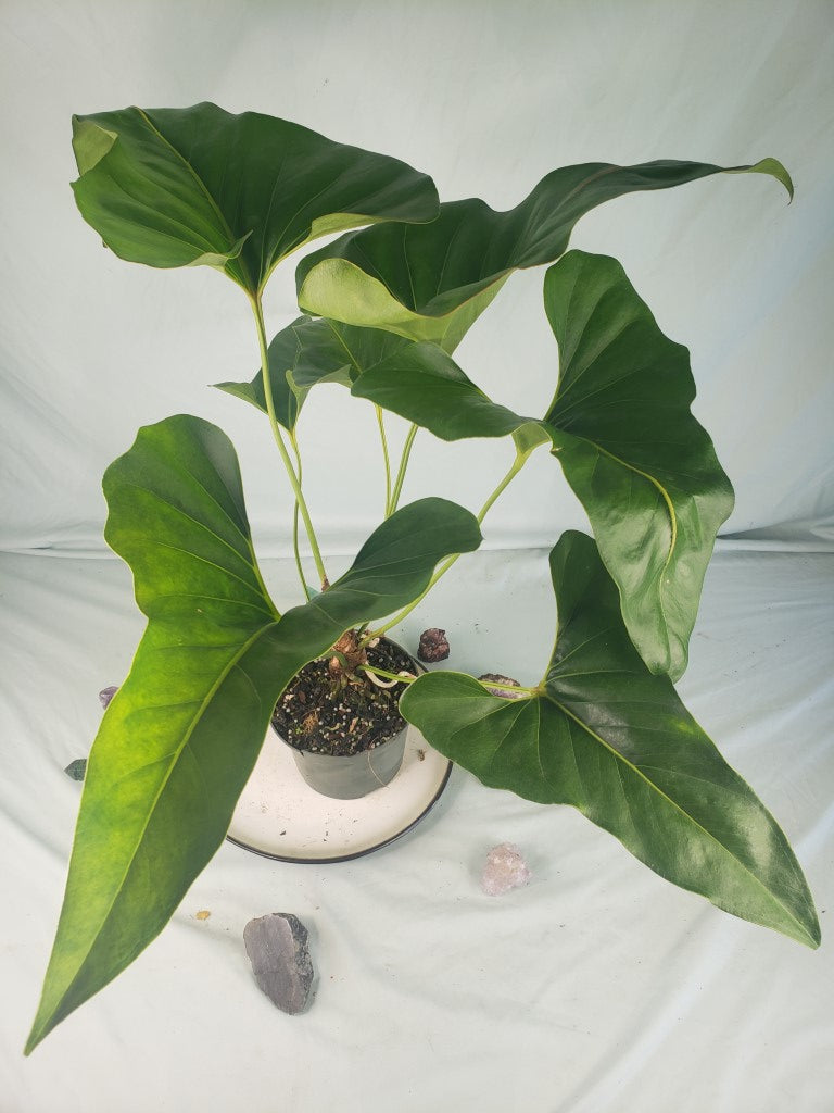 anthurium brownii Anthurium Brownii 6" pot, Fedex 2day – Canopy Gems