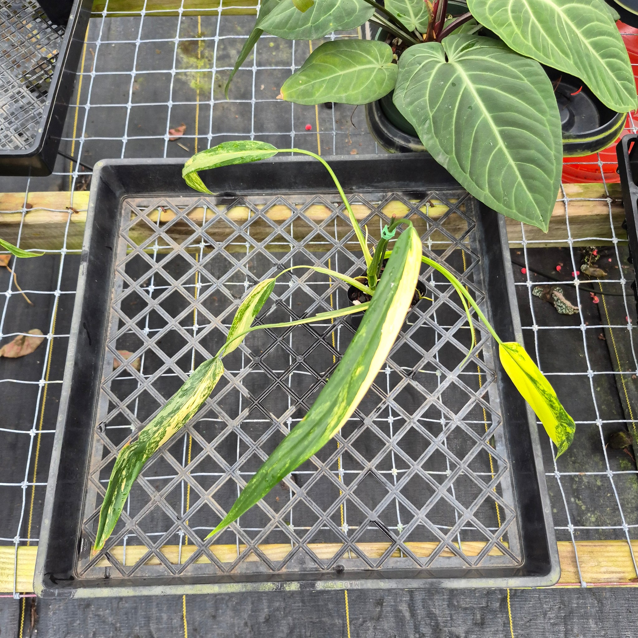 philodendron holtonianum Philodendron Holtonianum Variegated, Exact Plant Ships Nationwide – Canopy Gems