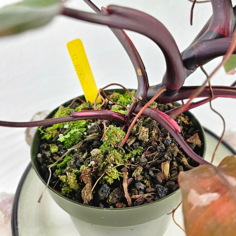 Philodendron Pink Princess, Exact Plant Variegated Black Cherry