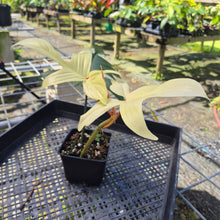 Load image into Gallery viewer, Philodendron Florida Ghost, Exact Plant
