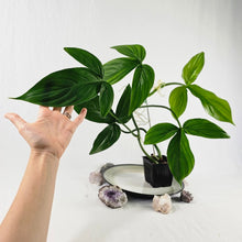 Load image into Gallery viewer, Philodendron Tripartitum, Exact Plant Ships Nationwide
