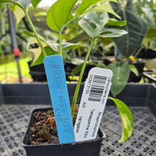 Load image into Gallery viewer, Rhaphidophora Tetrasperma Albo, Exact Plant Variegated Ships Nationwide
