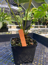 Load image into Gallery viewer, Anthurium Brownii, Exact Plant
