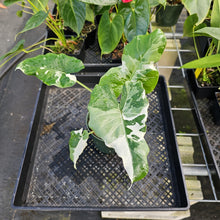 Load image into Gallery viewer, Alocasia Odora, Okinawa Silver, Exact Plant Variegated Ships Nationwide
