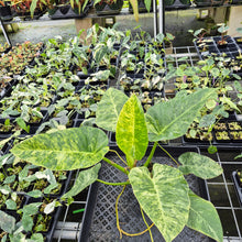 Load image into Gallery viewer, Philodendron Giganteum Blizzard Variegated exact plant, Fedex 2day*
