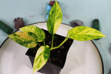 Load image into Gallery viewer, Variegated Epipremnum Yellow Flame exact plant, ships nationwide
