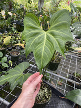 Load image into Gallery viewer, Anthurium Macrolobium exact plant, Fedex 2day*
