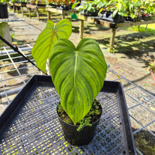 Load image into Gallery viewer, Philodendron Pastazanum, Exact Plant
