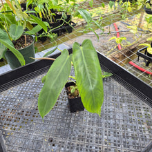 Load image into Gallery viewer, Philodendron Spiritus Sancti, Exact Plant Ships Nationwide
