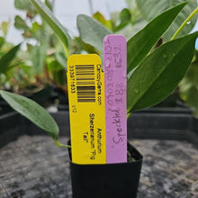 Load image into Gallery viewer, Anthurium Scherzerianum &quot;Pig Tail&quot;, Exact Plant Ships Nationwide
