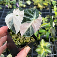 Load image into Gallery viewer, Alocasia Heart Balloon pink variegated 2.5" pot, Fedex 2day*
