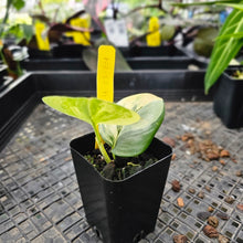 Load image into Gallery viewer, Scindapsus Rubicon, Exact Plant Variegated Ships Nationwide
