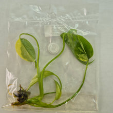 Load image into Gallery viewer, Monstera Borsigiana Aurea Deliciosa variegated tissue culture 2DayAir
