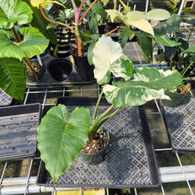 Load image into Gallery viewer, Alocasia Odora, Okinawa Silver Variegated exact plant, Fedex 2day*

