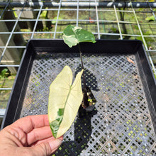 Load image into Gallery viewer, Alocasia Macrorhizza Black Stem Variegated exact plant, Fedex 2day*
