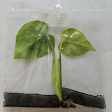 Load image into Gallery viewer, Monstera Deliciosa Aurea variegated tissue culture 2DayAir
