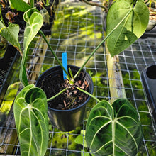 Load image into Gallery viewer, Anthurium Warocqueanum, Queen, Exact Plant
