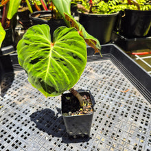 Load image into Gallery viewer, Philodendron Verrucosum Amazon Sunset, Exact Plant Ships Nationwide
