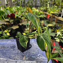 Load image into Gallery viewer, Philodendron Hederaceum Micans Aurea, Exact Plant Variegated Ships Nationwide

