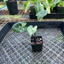 Load image into Gallery viewer, Alocasia Macrorhizza Black Stem, Exact Plant Variegated

