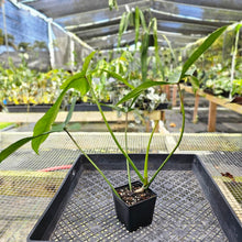 Load image into Gallery viewer, Philodendron Longilobatum Lelano Miyano, Exact Plant Ships Nationwide

