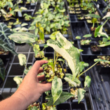 Load image into Gallery viewer, Alocasia Sarian albo variegated 2.5" pot, Fedex 2day*

