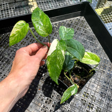 Load image into Gallery viewer, Epipremnum Pinnatum Albo, Exact Plant Variegated Ships Nationwide
