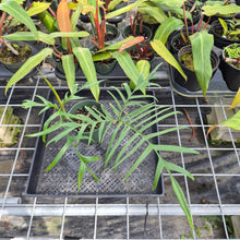 Load image into Gallery viewer, Philodendron Polypodioides, Exact Plant Ships Nationwide
